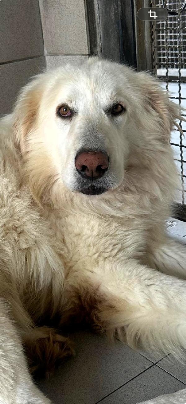 Rambo Splendido Maremmano